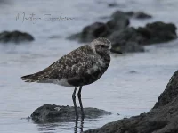 Zilverplevier [Pluvialis squatarola]